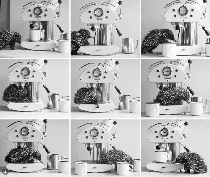 Jason McDonald Collection "Echidna in the Kitchen"