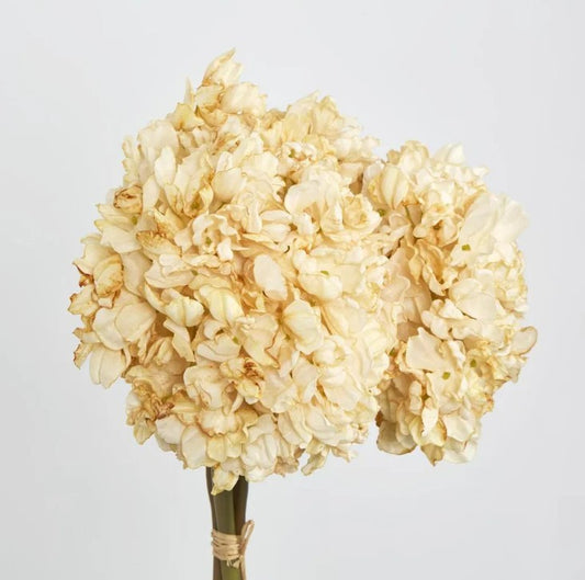 Dried Hydrangea - bundle of 3