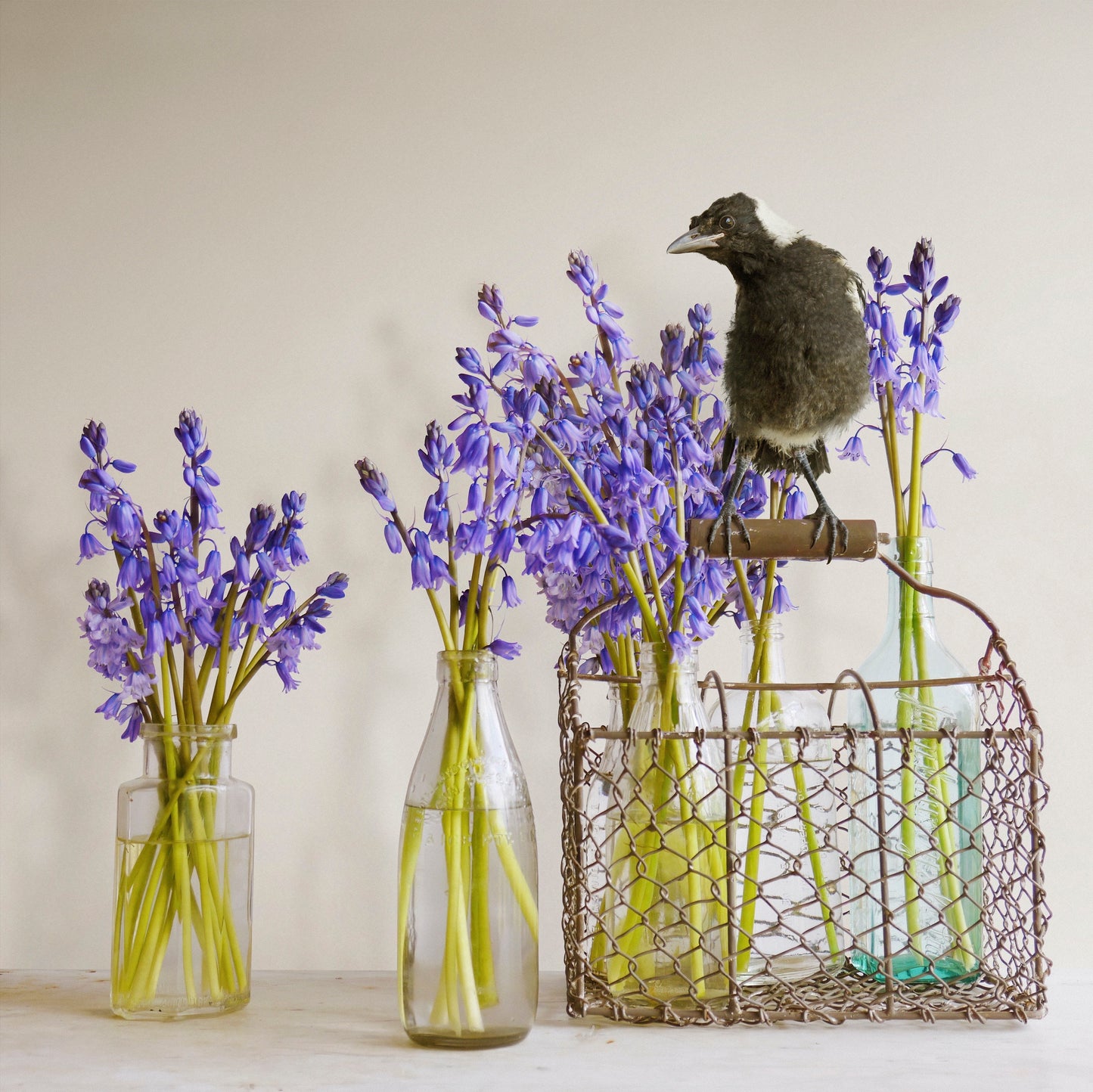 Magpie & Bluebells - Framed Art by Jason McDonald Mudgee