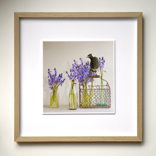 Magpie & Bluebells - Framed Art by Jason McDonald Mudgee