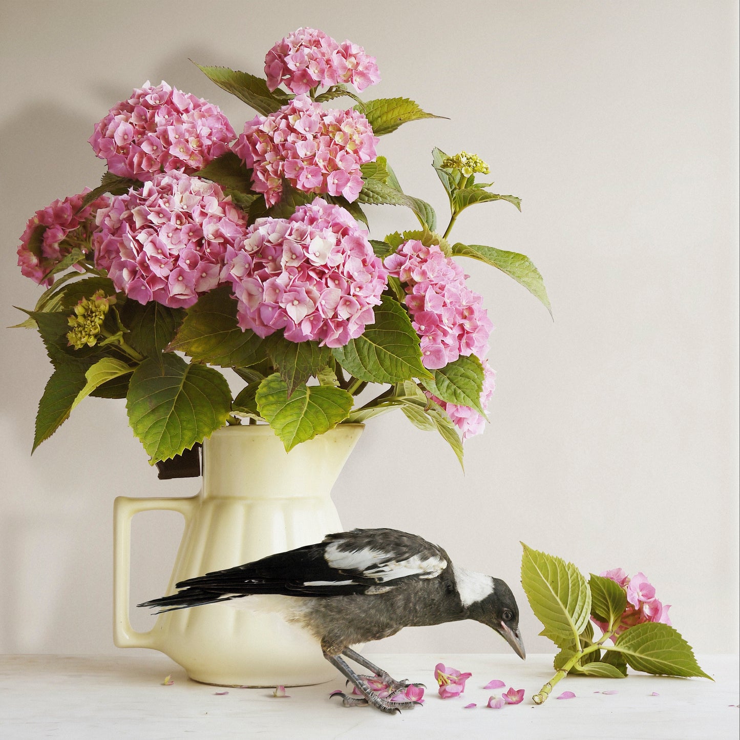 Magpie & Hydrangea - Framed Art by Jason McDonald Mudgee