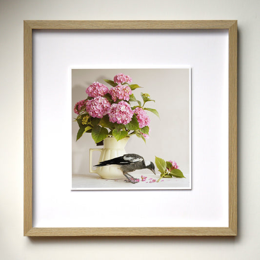 Magpie & Hydrangea - Framed Art by Jason McDonald Mudgee