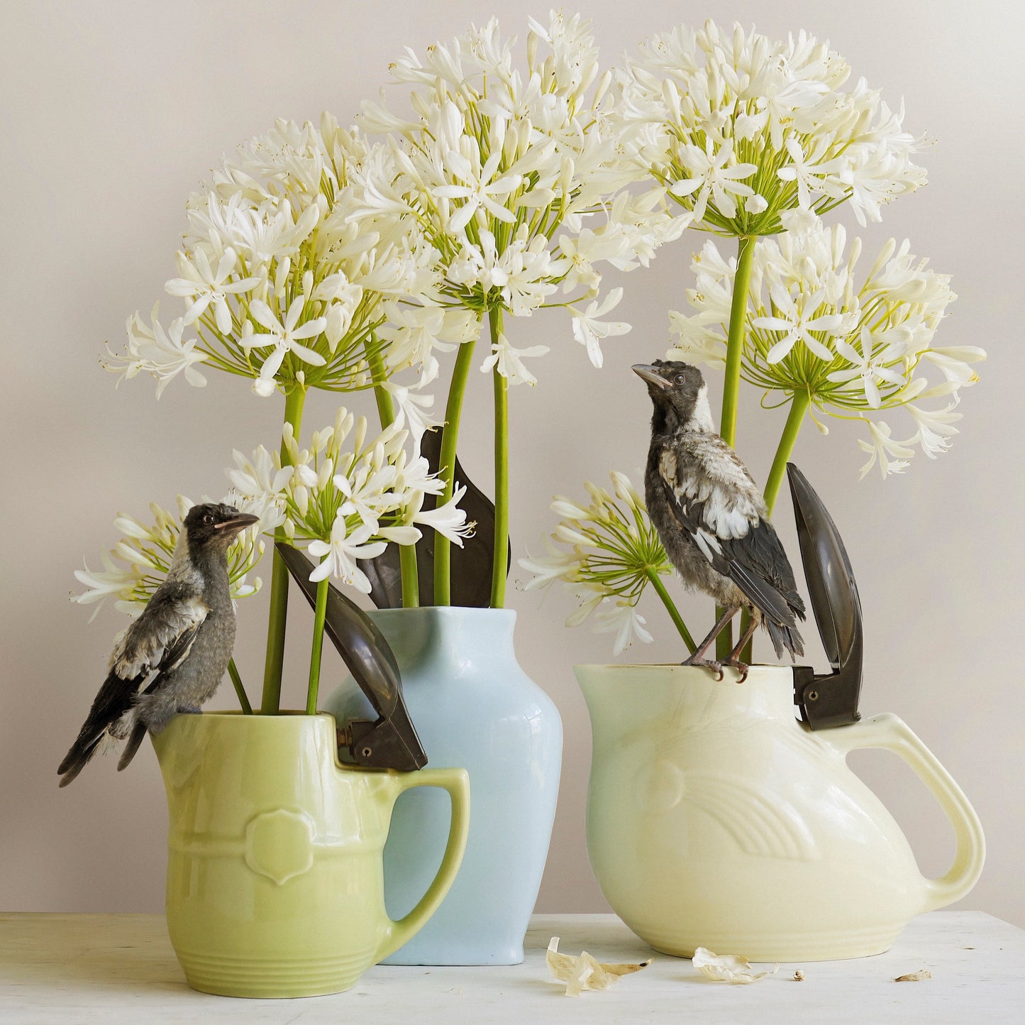 Magpies & Agapanthus - Framed Art by Jason McDonald Mudgee