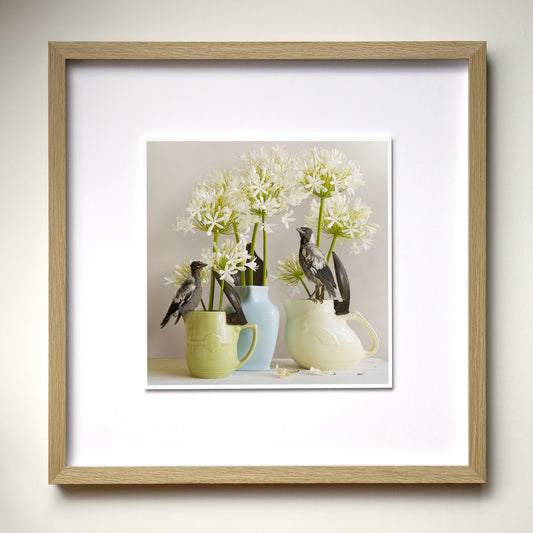 Magpies & Agapanthus - Framed Art by Jason McDonald Mudgee