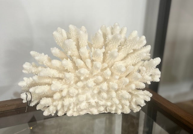 Finger Coral Lrg