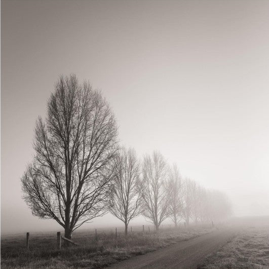 David Payne Photography - "Burrundulla"