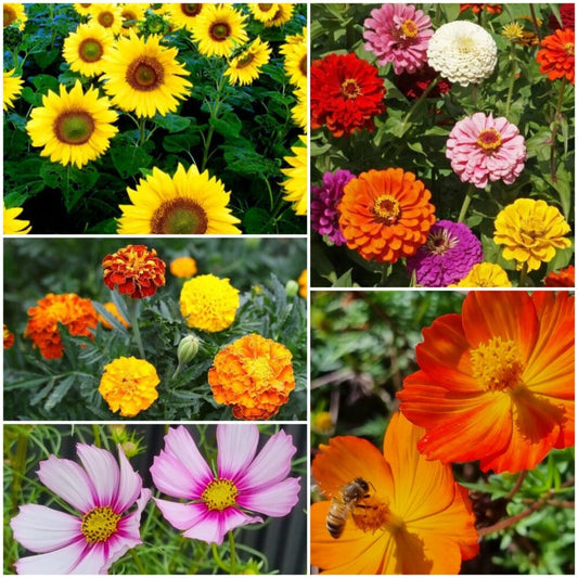Bee kind Flower seeds assorted