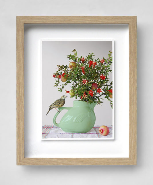 Pipit & Pomegranate - Jason Mcdonald