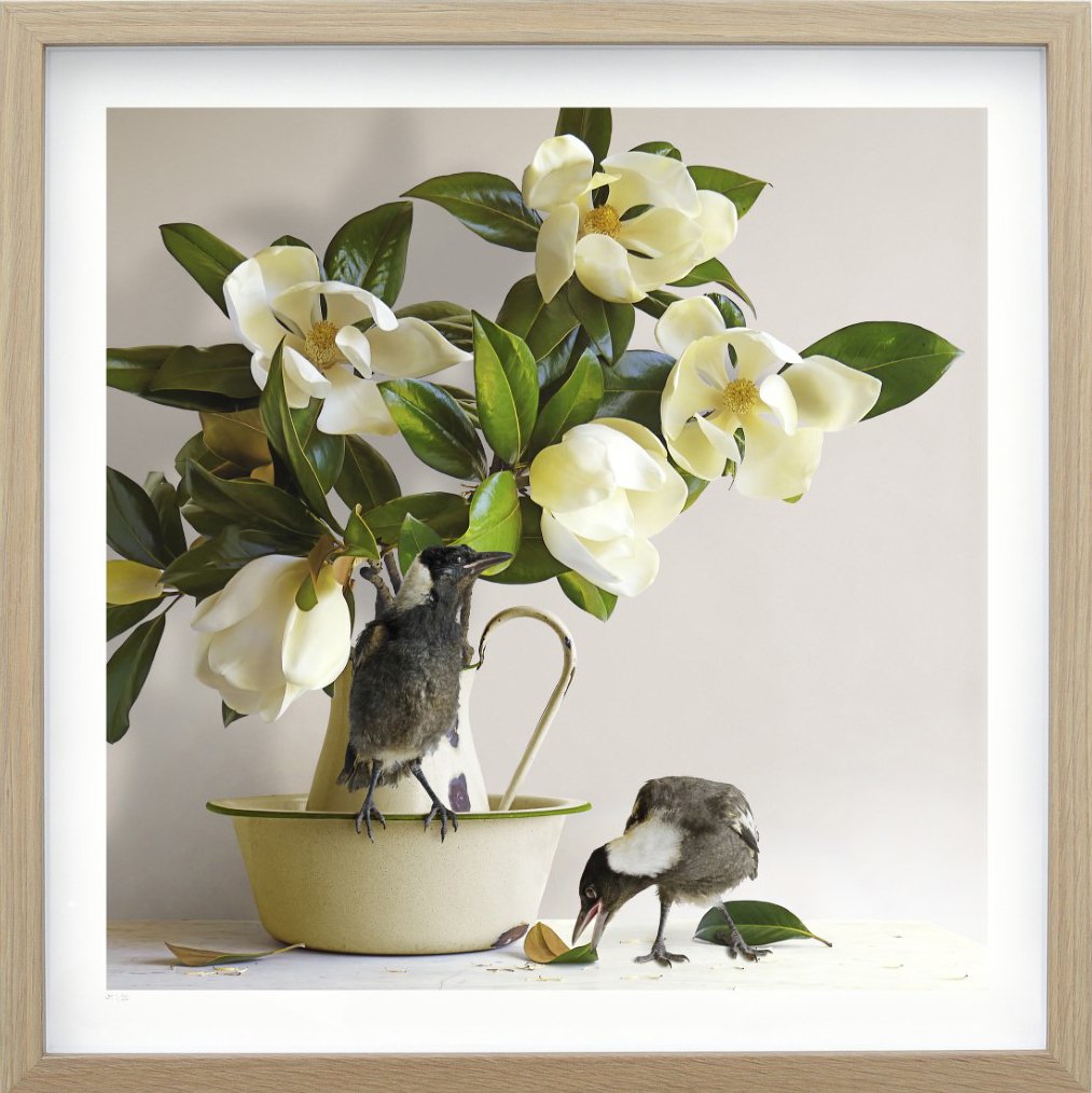 The Magpies & Magnolia - Jason Mcdonald