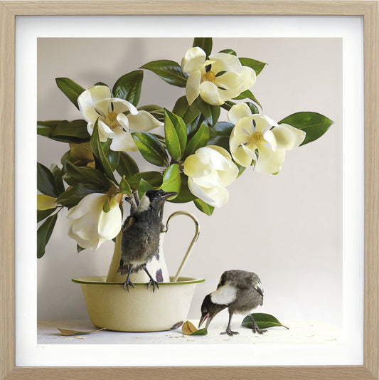 The Magpies & Magnolia - Jason Mcdonald