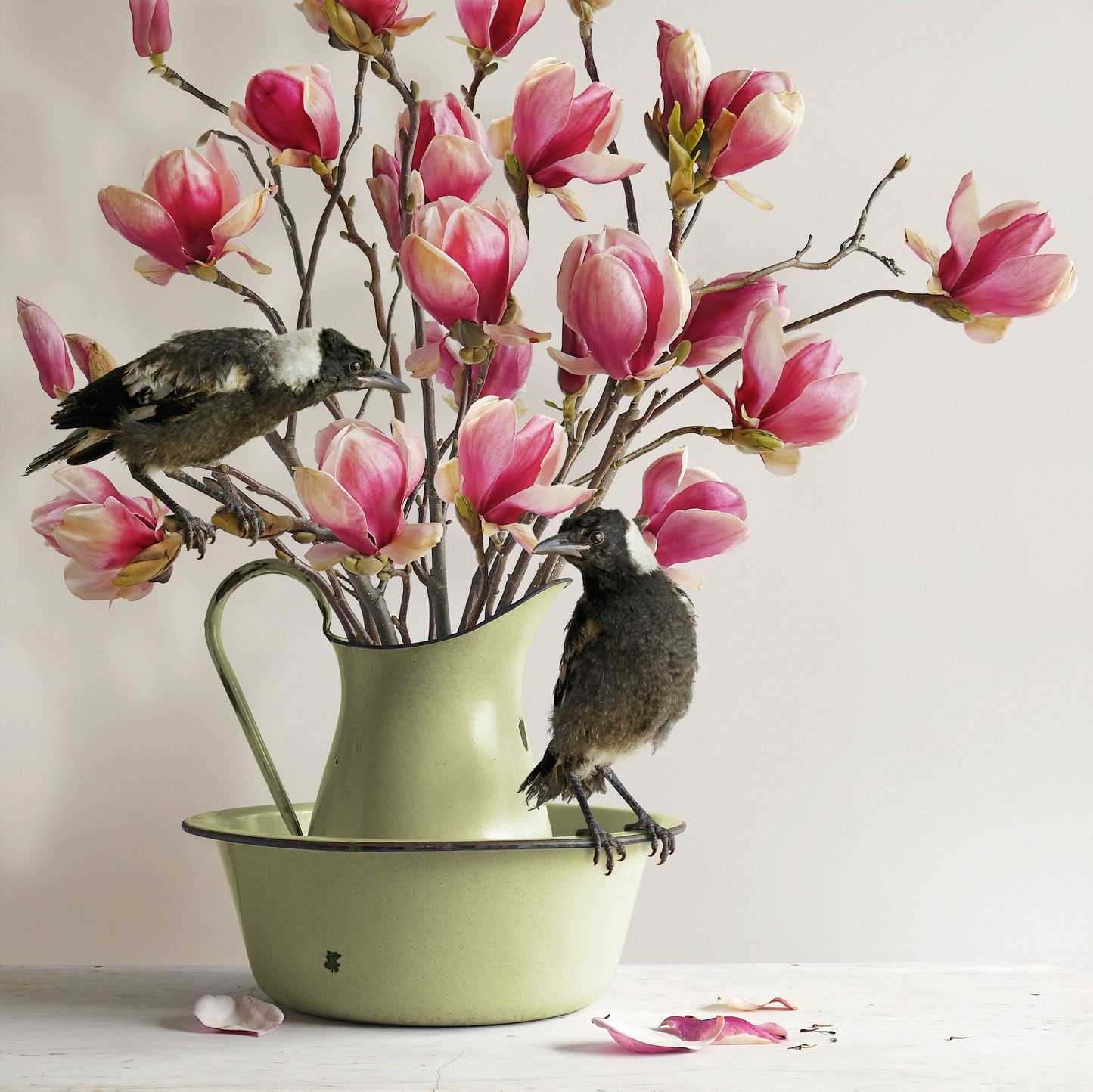 Magpies & Pink Magnolia - Framed Art by Jason McDonald Mudgee