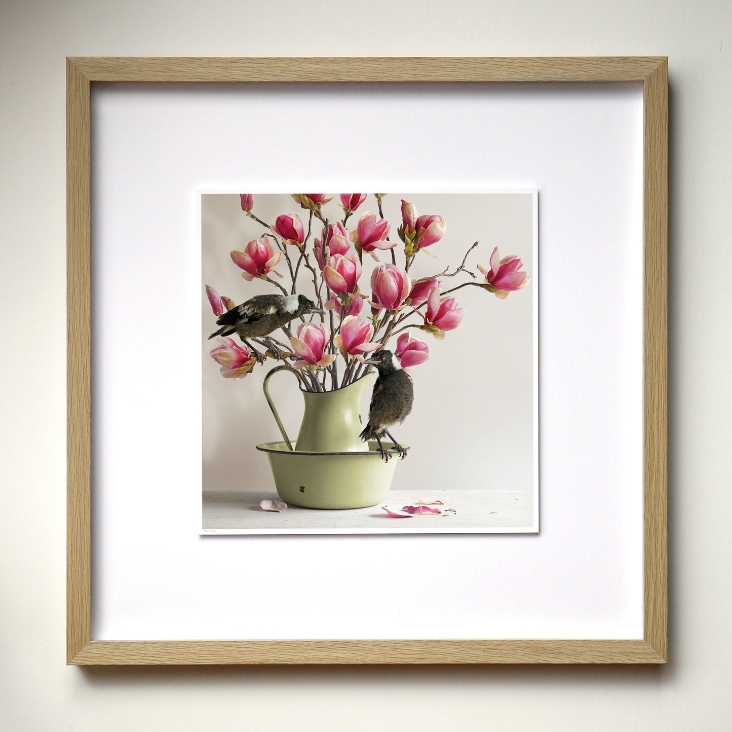 Magpies & Pink Magnolia - Framed Art by Jason McDonald Mudgee