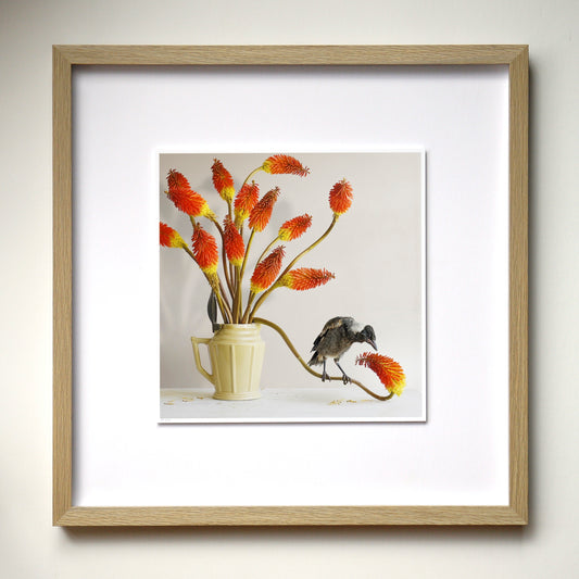 Magpie & Red Hot Pokers - Framed Art by Jason McDonald Mudgee