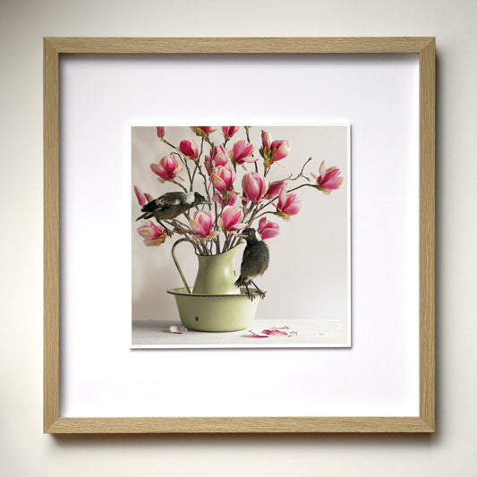Magpies & Pink Magnolia - Framed Art by Jason McDonald Mudgee